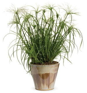 Cyperus roots