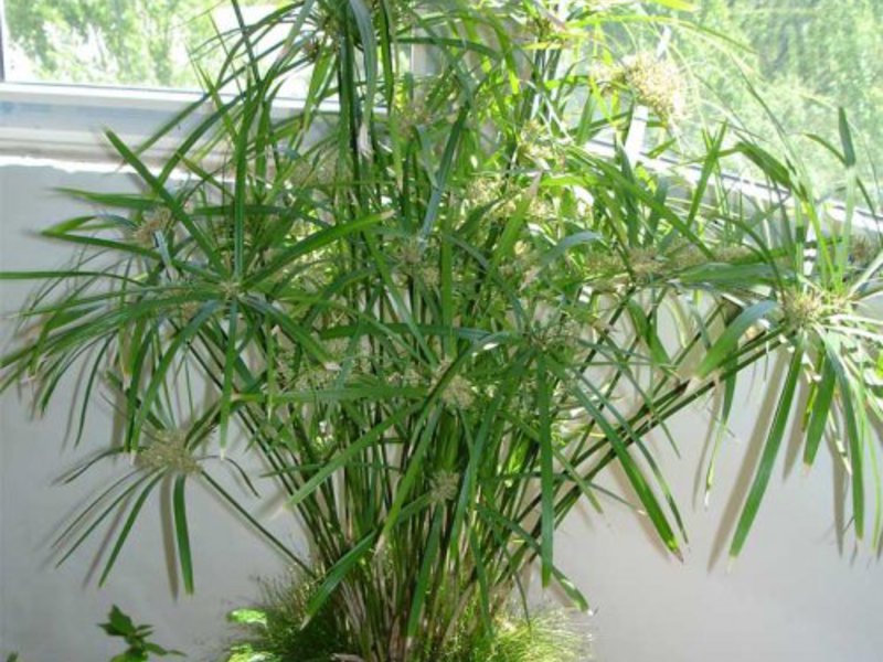 What pests can harm the cyperus plant