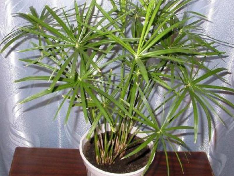 How cyperus blooms