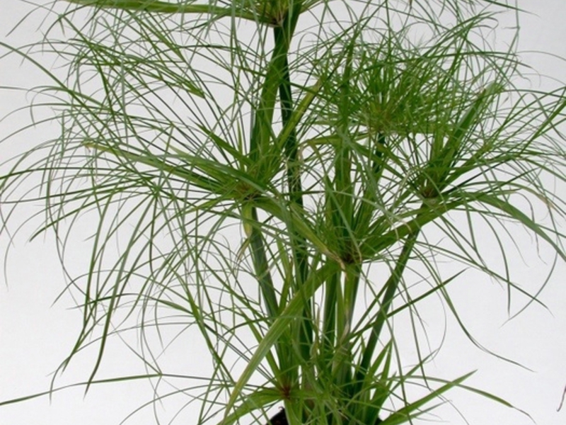 Cyperus care