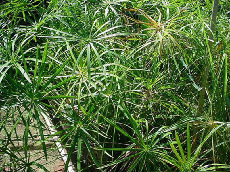 Cyperus is a moisture-loving plant