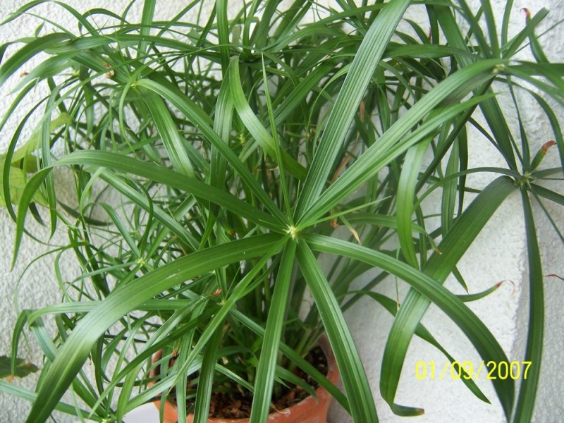 How cyperus reproduces