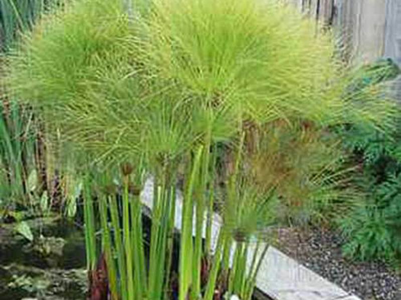 How cyperus grows