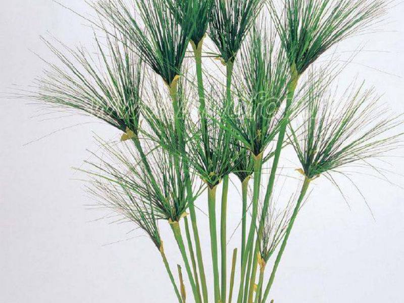 Reproduction of cyperus