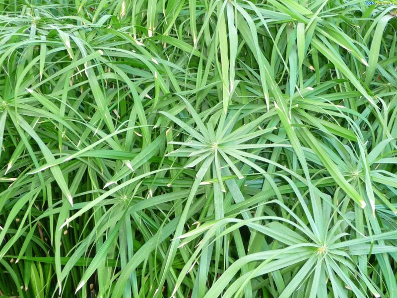 Cyperus plant and its varieties