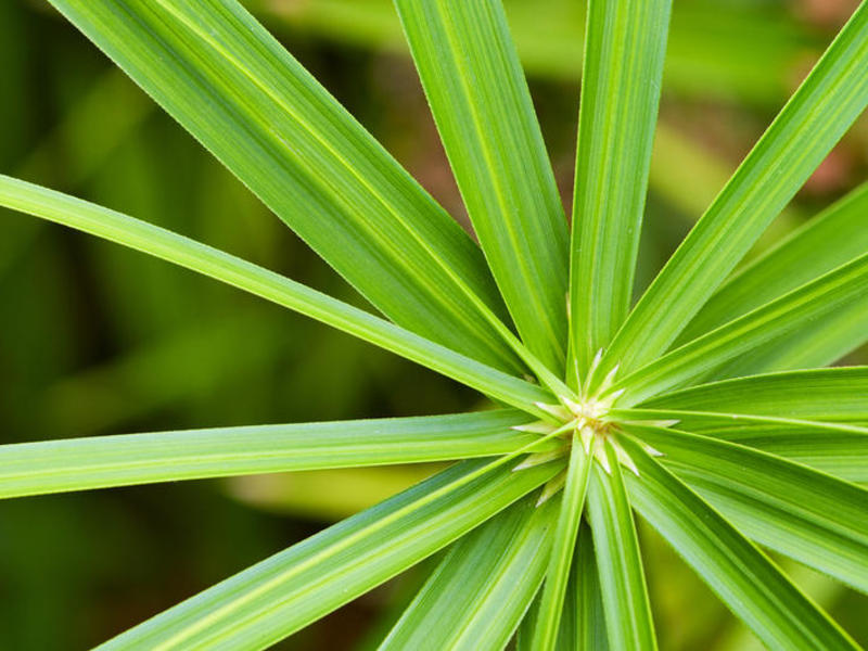 What are the types of cyperus