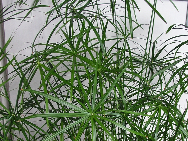 Reproduction of cyperus