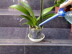 When to water an orchid