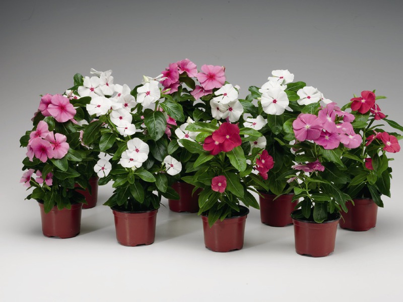 Planting a catharanthus