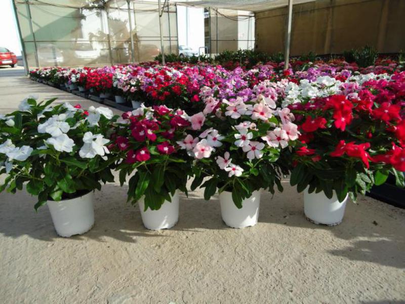 Growing a catharanthus at home