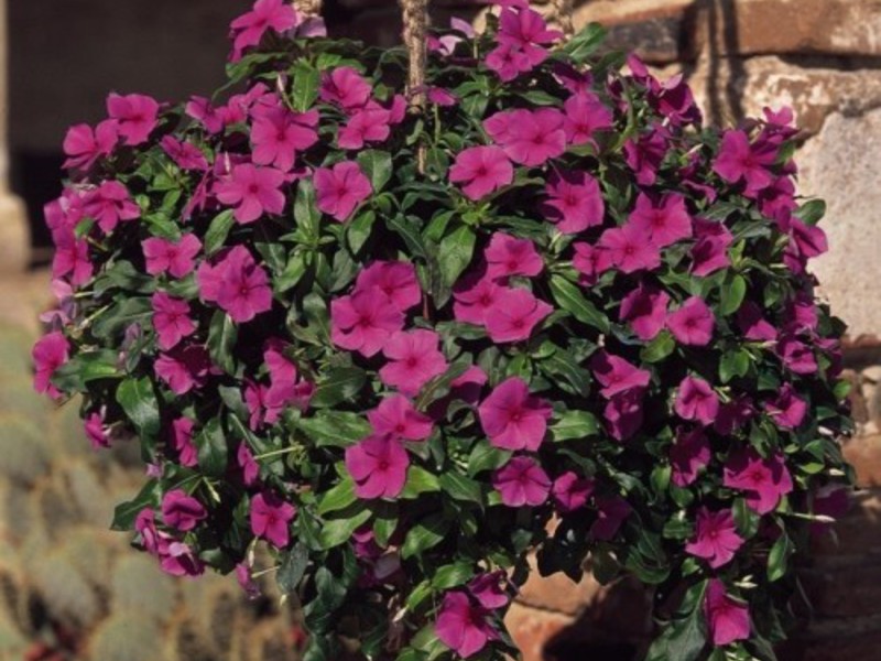 What conditions are needed for growing a catharanthus