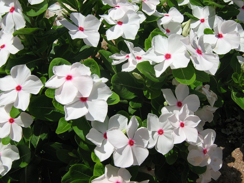 Delicate flowering of the catharanthus