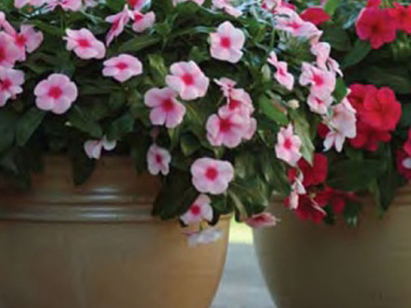 Bouquet of catharanthus