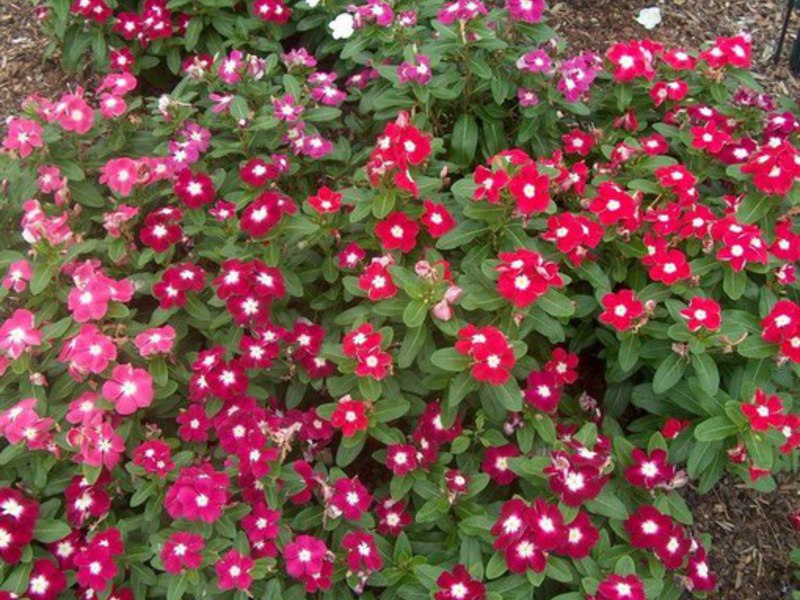 Growing a catharanthus