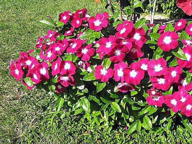 Caring for the catharanthus flower