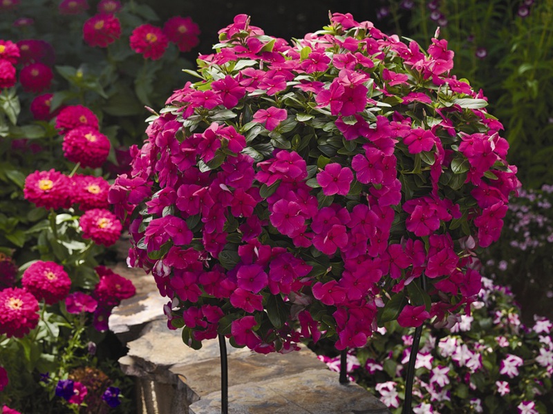 Growing a catharanthus