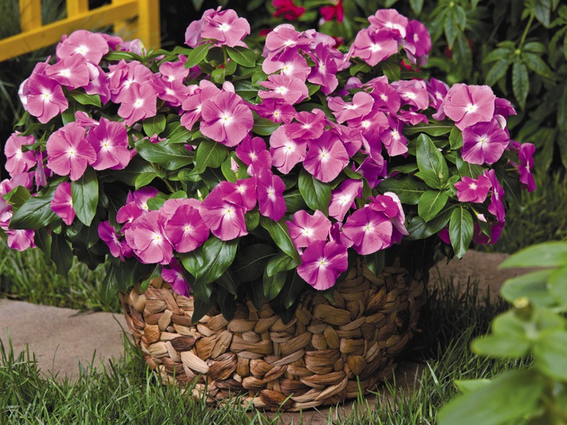 Catharanthus and its varieties