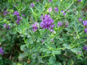 Sowing alfalfa