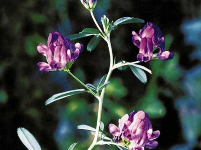 Alfalfa plant