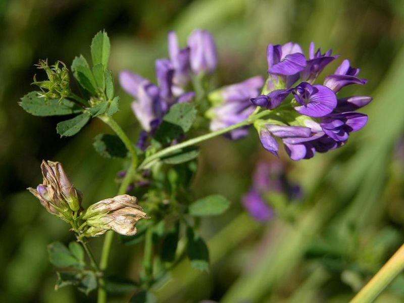 How alfalfa is grown