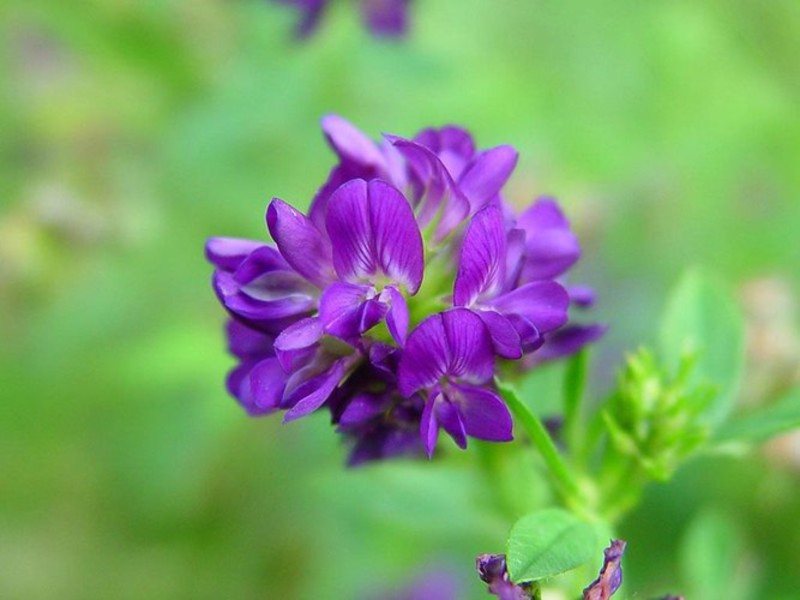 Varieties of the type of alfalfa