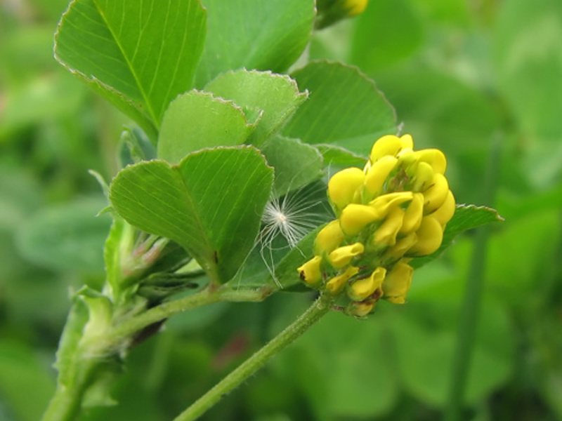 Alfalfa yellow