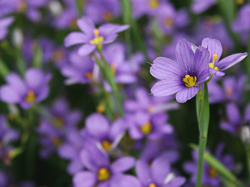 Sowing methods for alfalfa