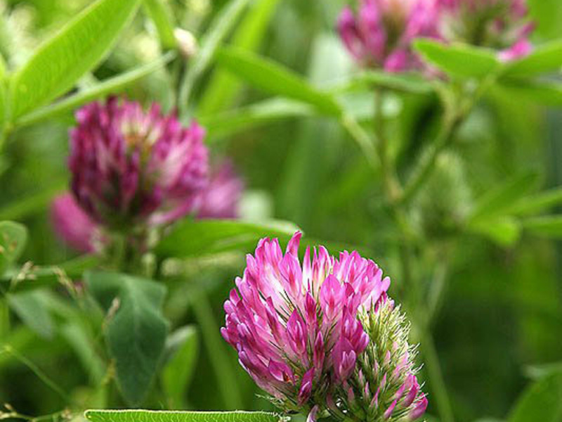 Sowing alfalfa