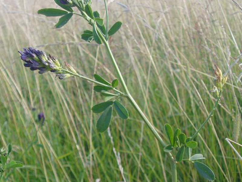 Growing alfalfa