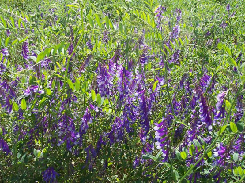 Blue purple alfalfa flower