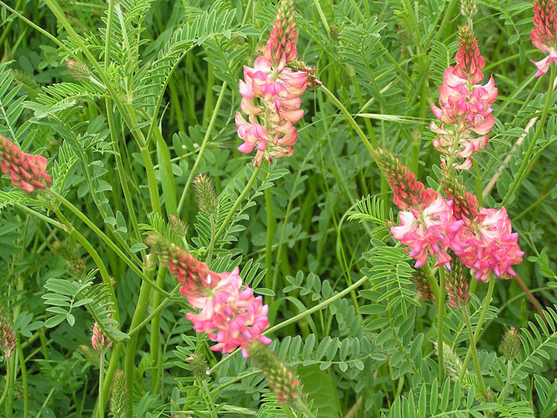 Alfalfa flowering period