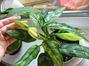 What does the aglaonema flower look like