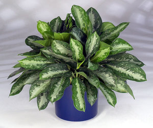 Aglaonema care