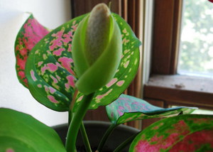 What conditions does the aglaonema flower like?