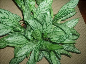 How to transplant aglaonema