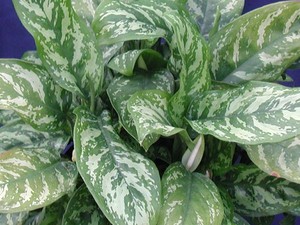 Varieties of aglaonema