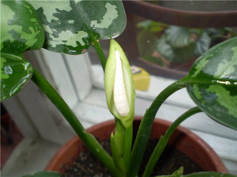 How aglaonema blooms