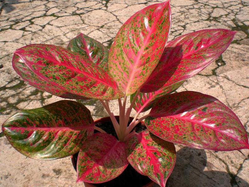 Aglaonema care