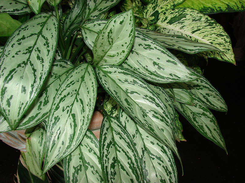 Home flower aglaonema