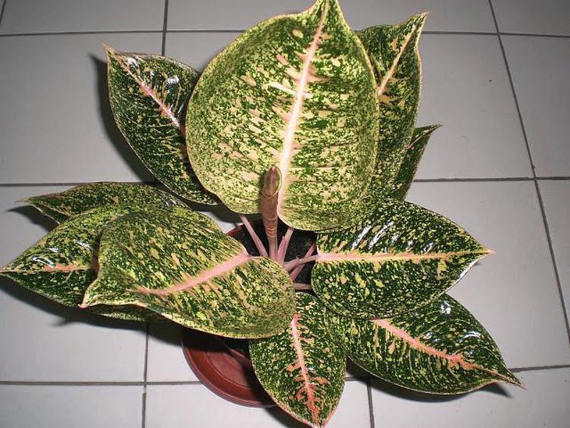 How to grow an aglaonema flower