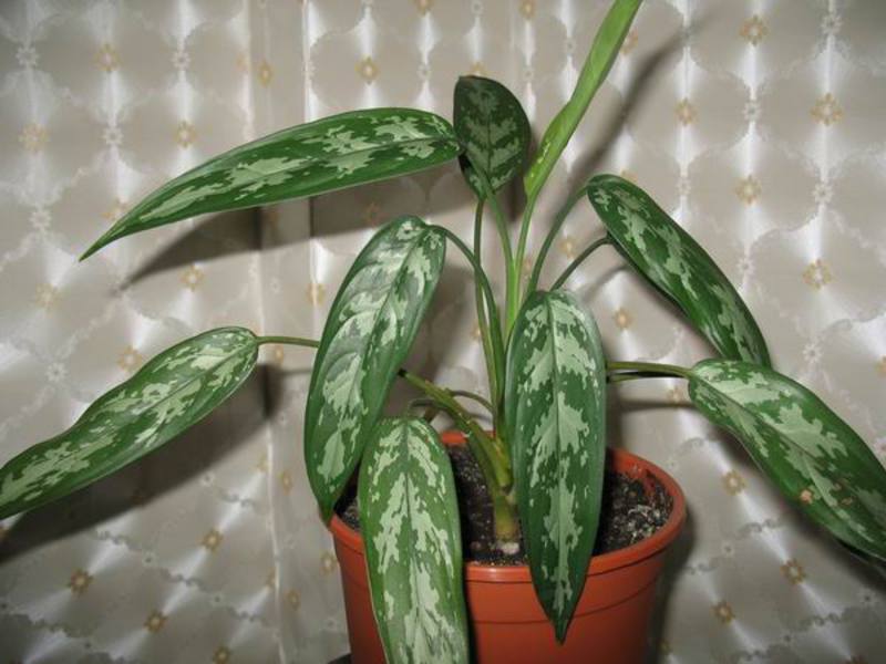 Aglaonema care