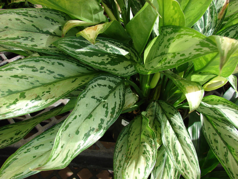 What is the peculiarity of the aglaonema flower