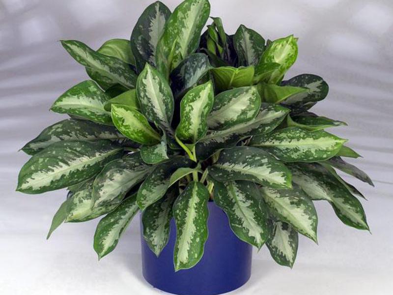 Aglaonema at home