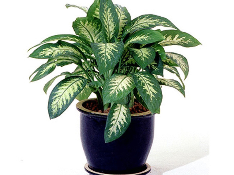 Variegated aglaonema