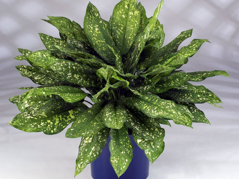 Varieties of the aglaonema cultivar