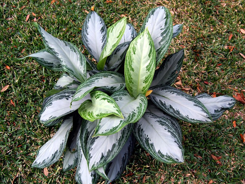 Aglaonema flower cultivar