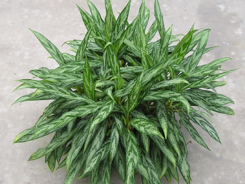 Aglaonema care