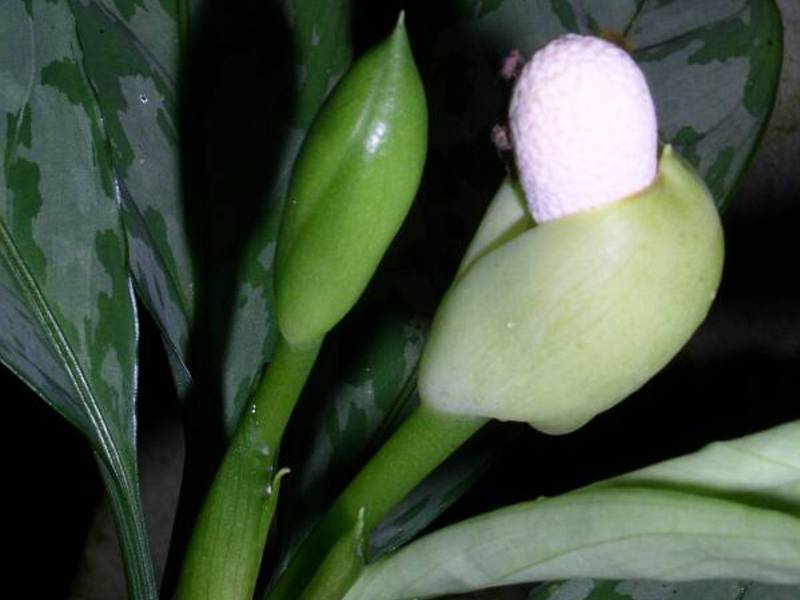 Conditions for growing aglaonema