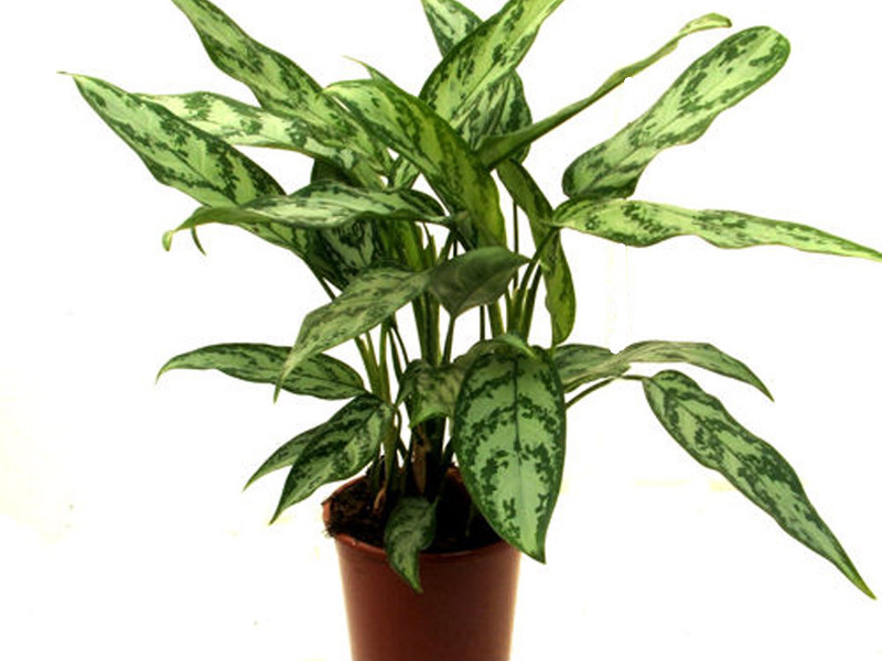 Variegated aglaonema