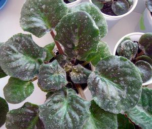 Caring for indoor violets